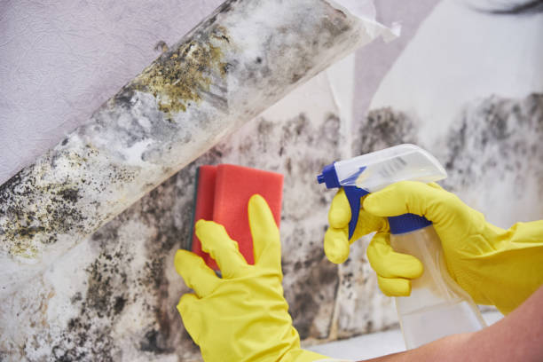 Why You Should Choose Our Mold Remediation Services in Sunnyvale, CA